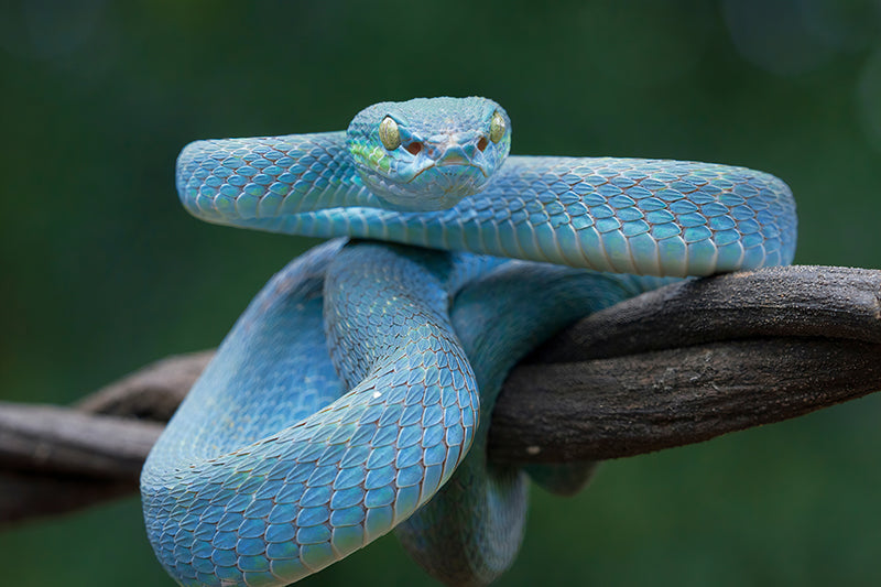 Protège-plaque à induction - Serpent bleu