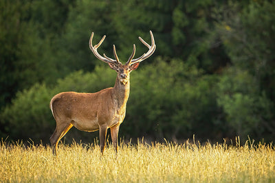 Protège-plaque à induction - Cerf dans la prairie