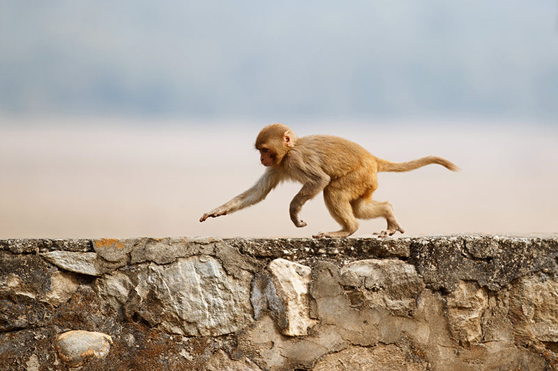 Protège-plaque à induction - Macaque rhésus